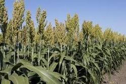 Sweet Sorghum Seeds