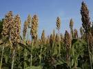 Sweet Sorghum