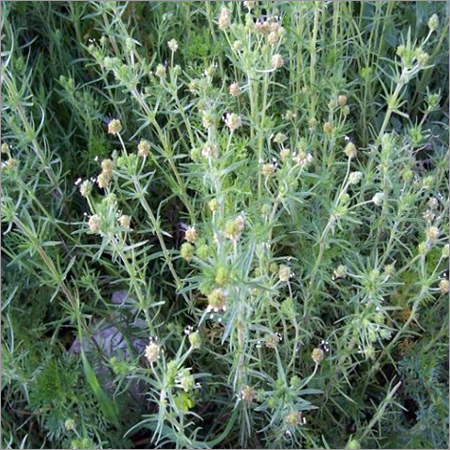 Psyllium Plantago Ovata