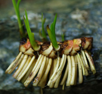 Acorus Calamus Rhizomes Extract