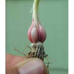 Allium Sativum Bulbs