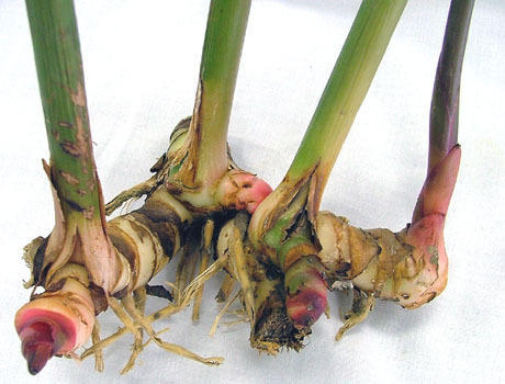 Alpinia Galanga Rhizomes Extract