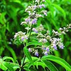 Herbal Vitex Nigundo Leaves Extract