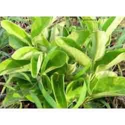 Tylophora Indica Leaves Extract