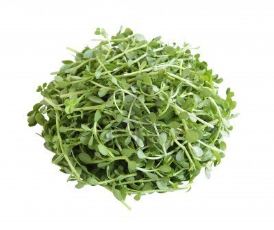 Bacopa Monneri Herb Extract