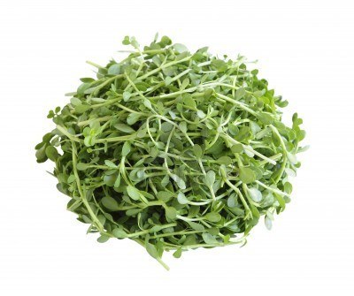 Bacopa Monneri Herb