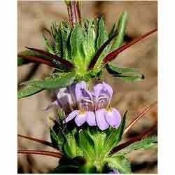 Astercantha Longifolia Seeds Extract