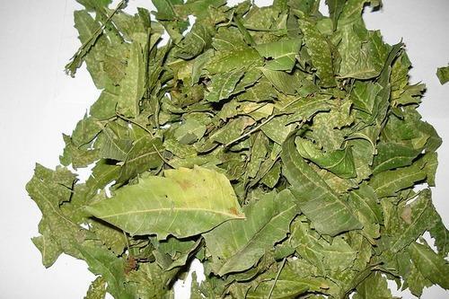 Azadirachta Indica Leaves Extract