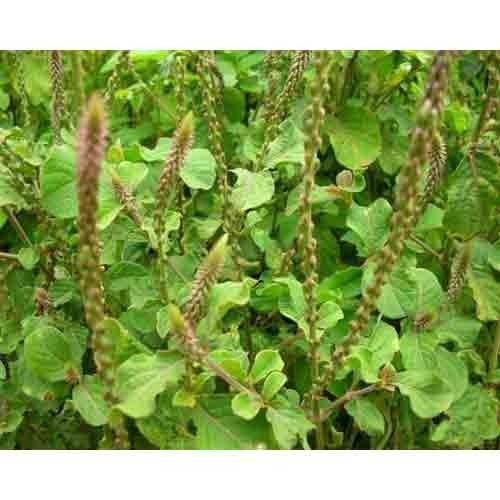 Achyranthus Aspara Plant Extract