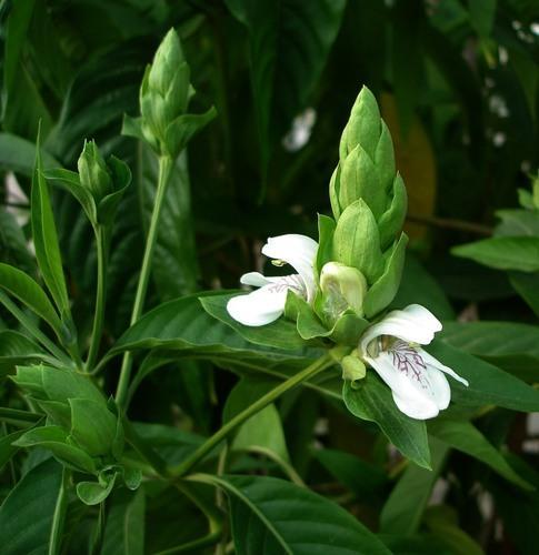 Adhatoda Vasaica Leaves Extract