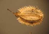 Daucus Carota Seeds