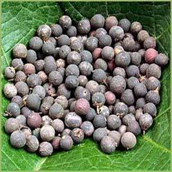 Embelia Ribes Seeds Extract