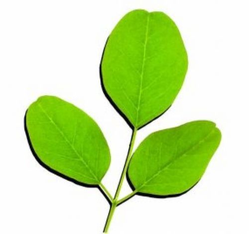 Moringa Oleifera Leaves Extract