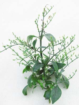 Andrographis Paniculata Herb Extract By KISALAYA HERBALS LTD.