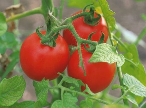 Tomato