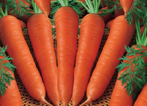 Carrot