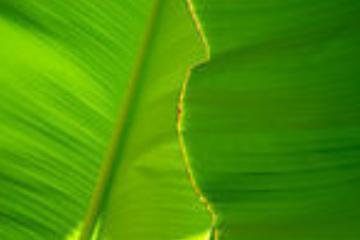 Banana Leaf Extract