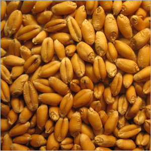 Organic Whole Wheat Grain