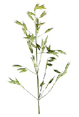 Avena Sativa Extract