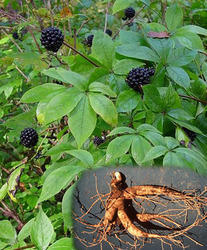 Siberian Ginseng