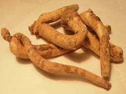 Brown American Ginseng