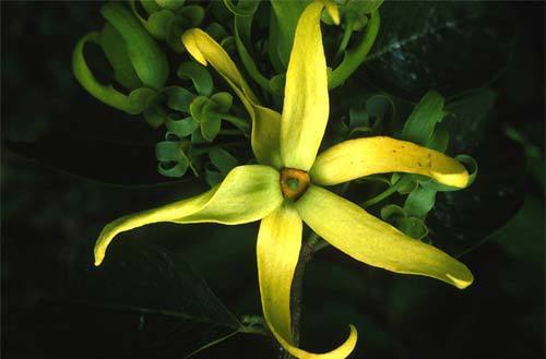 Ylang Ylang Oil