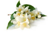 Jasmine Essential Oil