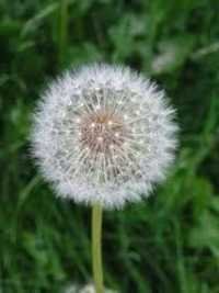 Dandelion Extracts