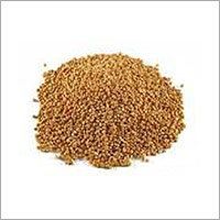 Sorghum