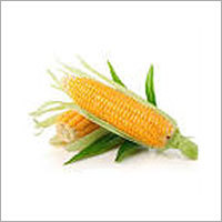 Maize Corn