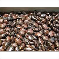 Seeds