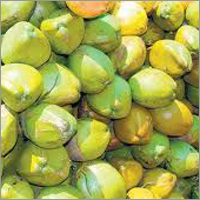 Coconut
