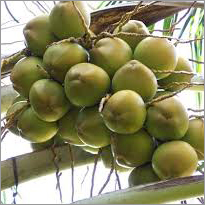 Coconut