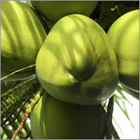 Coconut