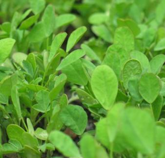 Fenugreek Leaves