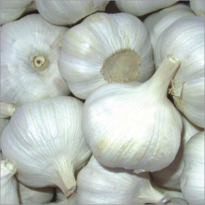 Fresh Garlic