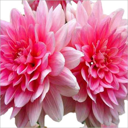 Dahlias Plants - Bushy Growth, Variable Height and Stem Length | Vibrant Pink Colors, Long Vase Life, Chemical-Free Home & Office Decor