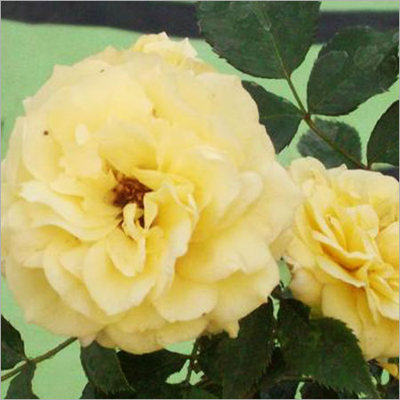 Friesia Rose