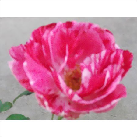 Scentimental Flower
