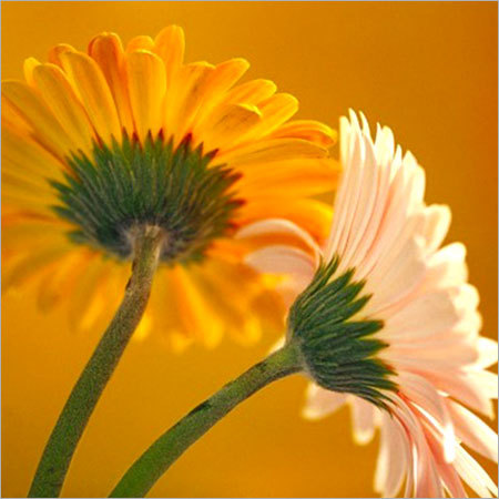 Gerbera Plants