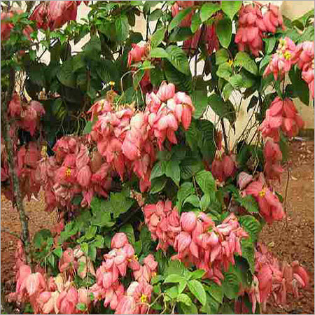 Mussaenda Plants