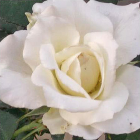 Tineke Flower Plants