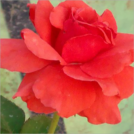 Arkalsas Plant