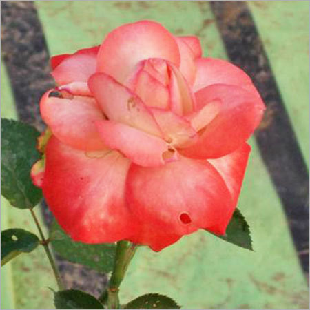 Cabaret Rose