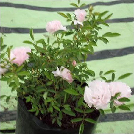 Ahalya Rose Plants