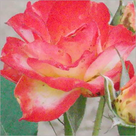 Carmel Flower Plant