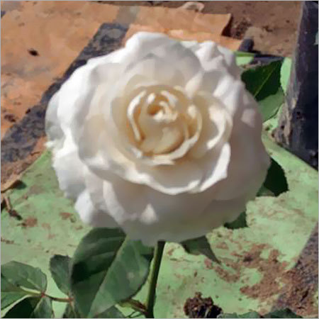 Flowering Plants