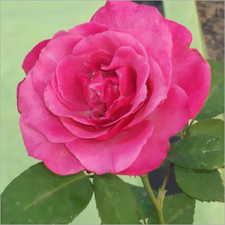 Anusuya Rose Plant