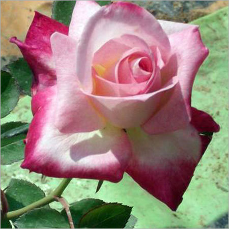 Aristocrat Flower