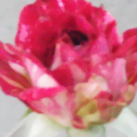 Indoor Flowering Plants